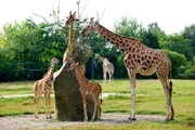ARD/rbb PANDA, GORILLA & CO., TEIL 233, "Geschichten aus dem Zoo Berlin und dem Tierpark Berlin". Tierpark Berlin: Uganda-Giraffenkinder Jule und Dorle auf der Außenanlage.
