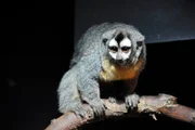 ARD/rbb PANDA, GORILLA & CO., TEIL 233, "Geschichten aus dem Zoo Berlin und dem Tierpark Berlin", am Donnerstag um 16:10 Uhr im ERSTEN. Auch in den neuen Folgen der Tierdokusoap "Panda, Gorilla & Co." werden wieder unterhaltsame "Beziehungsgeschichten" von Tierpflegern und ihren Schützlingen erzählt. Ein Wiedersehen mit vielen bekannten Gesichtern - bei Tier und Mensch. Den Zuschauer erwarten aber nicht nur alte Bekannte, sondern auch zahlreiche neue tierische Bewohner und attraktiver Nachwuchs. - Zoo Berlin: Nachtaffe im Nachttierhaus