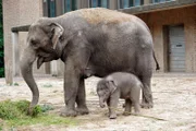 ARD/rbb TIERISCH GUT!, "Durch dick und dünn – Zoogeschichten Deutschland 2014", Elefanten-Dame Pang Pha mit Nachwuchs Anchali auf der große Außenanlage.