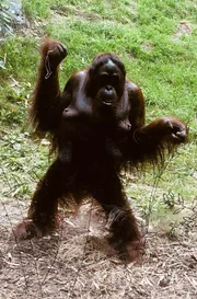 Orang Utan Weibchen Tammy aus dem Allwetterzoo Münster.