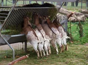 Babyboom auf dem Schaubauernhof: Nahezu täglich kommen jetzt Ziegen- und Schaflämmer zur Welt. Tierpflegerin Bettina schaut regelmäßig nach den Kleinen - und hat dann das Glück, live bei einer Geburt dabei zu sein. Die Zwergziegen beim Fressen.