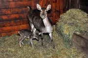 Kindersegen im Hirschrevier des Tierparks, hier ein Jungtier bei den Timor-Hirschen.