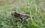 feuersalamander