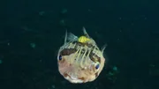 Igi der Fisch – Folge 4 Igi