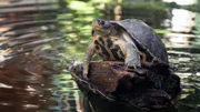 Eine Schildkröte in der Erhaltungszuchtstation „Turtle Island“ während der Dreharbeiten für ServusTVs "Terra Mater Wissen Episode 5".