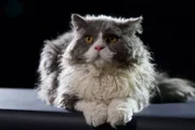 Katze