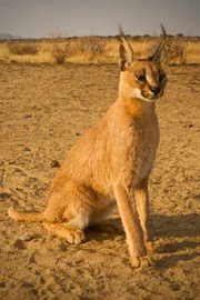 Karakal