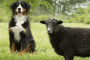 Keks und Schirley Schaf treffen sich auf der Wiese. So ein kuscheliges Fell hätte Keks auch gerne.