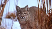 Ein Rotluchs in winterlicher Landschaft. Diese Katzenart ist sehr anpassungsfähig und (über)lebt daher auch in der Umgebung menschlicher Siedlungen.