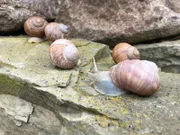 Das Gehäuse besteht aus Kalk. Schnecken werden bereits mit Haus geboren und bauen es dann im Laufe der Jahre aus. Dabei entstehen die Streifen.
