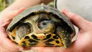 Eine Schildkröte in der Erhaltungszuchtstation „Turtle Island“