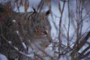 Im Winter fallen die Temperaturen in den Rocky Mountains auf minus 15 Grad. Dem Kanadischen Luchs scheint dies nichts auszumachen