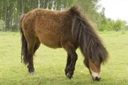 Polly Ponny liebt ihre Weide und futtert für ihr Leben gern.