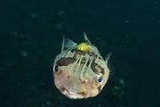 SRF school Igi der Fisch - Folge 4 Igi