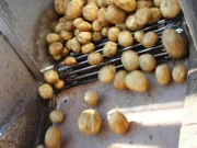 Am Unabhängigkeitstag, dem 4. Juli, werden in den USA traditionell Rekordmengen von Kartoffel- und Maissnacks verputzt _ schließlich gehört es zur Tradition, diesen Tag mit üppigen Partys und Barbecues zu begehen. Um für diesen Tag gerüstet zu sein, müssen beim weltgrößten Snack-Produzenten Frito Lay in den Wochen vor dem "4th of July" Sonderschichten gefahren werden.