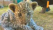 Auch Leoparden waren mal süße kleine Kätzchen.