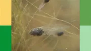 In der „Sendung mit dem Elefanten“ gibt es einen Tierfilm, in dem gezeigt wird, wie Kaulquappen sich zu Fröschen entwickeln.