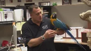 Wayde holding an Ara macao.