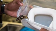 A snake is in a small container.