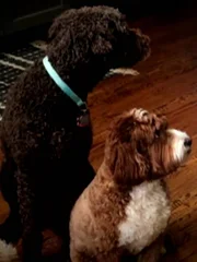 Does your dog really feel guilt, or is the act to avoid punishment ?