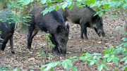 Stadtwildschweine werden oft von Anwohnern gefüttert. Dadurch verlieren wilde Tiere ihre Scheu vor Menschen.