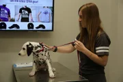 Keva the Dalmatian looking off camera while being held by her owner by Keva’s leash.