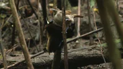 Zwei Sichelparadiesvögel beim Balzen. Unmittelbar nach diesem rituellen Zuschnappen des Männchens ("... zum Fressen gern ...") kommt es zur Paarung.