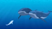 Zoom, der weiße Delfin, hat zwei Wale getroffen und kommuniziert mit ihnen. Sie suchen ihr Junges und Zoom kann ihnen dabei helfen.