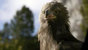 PHOENIX DIE DOLOMITEN - IM GARTEN DER HELDEN, am Freitag um 20:15 Uhr. Die Dolomiten bieten viel Nahrung für Beutegreifer, wie diesen Steinadler. Aus der Luft patrouilliert er sein Revier und überrascht seine Beutetiere oftmals mit einer tödlichen Attacke.
