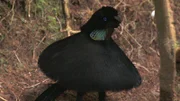 Ein Strahlenparadiesvogel.