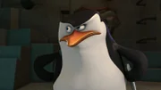 Skipper