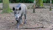 Wildschweine haben zwei Hufe und gehören damit zu den Paarhufern