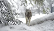 Der Wolf ist zurück in den Dolomiten. Die Anforderungen für sein Revier sind vielfältig.