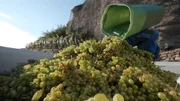Weinlese bei Spitz - Wachau. Weinlese bei Spitz - Wachau.