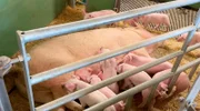 Marktcheck recherchiert: Woher kommt das Fleisch von EDEKA?