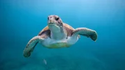 Green sea turtle swimming near El Puertito beach on the island of Tenerife in the Canary Islands.