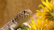 Wüstenleguan Jungtier in der Wilhelma.