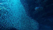 Ährenfische bilden riesige Schwärme. Im karibischen Sommer flüchten sie vor der Sonne in große Unterwasserhöhlen.