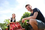 Den besten Paprika der Welt finden Richard Friedrich und Theresa Mende auf Mallorca.