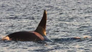 Die Rückflosse bedeutet Gefahr für Buckelwalkälber: Ein Orca nähert sich.