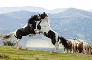 In Herden ziehen Pottok-Ponys durch die Bergregion – sie sind überaus robust und vertragen auch raues Klima sehr gut.