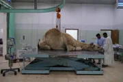 Camel Research Center/King Faisal University, Al-Asha.