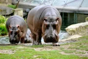 ARD/rbb PANDA, GORILLA & CO. (16), 'Beckenreinigung - Geschichten aus dem Zoo und Tierpark Berlin', am Montag (28.04.14) um 11:35 Uhr im ERSTEN. Zweimal im Jahr muss das Wasser bei den Flusspferden im Zoo komplett ausgetauscht und das Becken von Algen befreit werden. Die sechsköpfige Flusspferd-Riege muss während der ganzen Putzaktion im Stall bleiben und warten, bis alles wieder sauber ist. Zwischendurch müssen die Flusspferde immer wieder abgeduscht werden, sonst besteht die akute Gefahr, dass ihre Haut zu trocken wird und Risse bekommt.