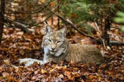 Ein Luchs liegt im Herbstlaub – die Raubkatze ist einer der größten Beutegreifer Frankreichs.