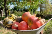 Ob klassischer Hokkaido, grünmelierter Muskatkürbis oder außergewöhnliche Sorten wie die blau schimmernde Blaue Banane (im unteren Teil der Schubkarre): Die Ernte im Radhiesligarten in Friesenheim ist reichlich.