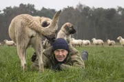 Dirk Steffens begleitet junge Herdenschutzhunde an ihrem ersten Tag. Die Kangals sind keine "Hütehunde". Sie haben eine spezielle Aufgabe. Dafür müssen sich  die Kangal-Welpen mit den Schafen vertraut machen. Erst dann sind sie in der Lage, die Herde gegen Feinde wie Wölfe zu verteidigen.