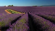 Lila, soweit das Auge reicht: Im Sommer stehen die provenzalischen Lavendelfelder in voller Blüte und verströmen einen betörenden Duft.