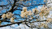 Blühender Ermstäler Knorpelkirschbaum