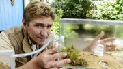 Fritz Fuchs (Guido Hammesfahr) nimmt ein unbekanntes Ameisenvolk in einem besonderen Formikarium in Pflege.