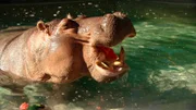 Premiere für die Dickhäuter: Sie bekommen heute von Volker und Joshua Wassermelonen. Das schmeckt gut und macht Laune, gerade weil es gar nicht so leicht ist, an das süße Fruchtfleisch heranzukommen. Jede Tierart lässt sich einen anderen Trick einfallen.